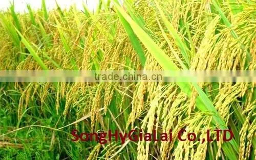 VIETNAM WHITE RICE LONG GRAIN photo-3