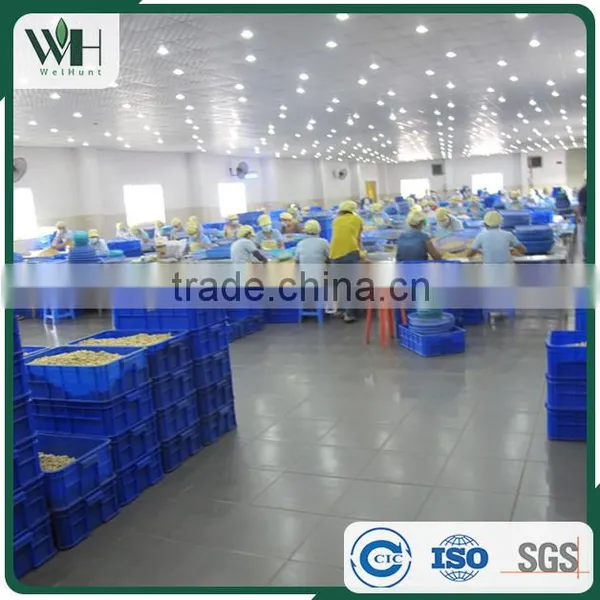 Kidney Shaped Vietnam Cashew Nut Raw photo-3