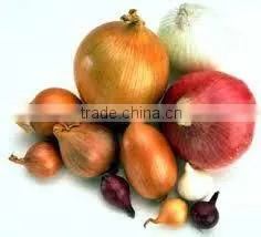 Egyptian Onion photo-2