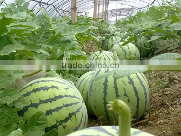Hybrid F1 Watermelon Seeds Jia Mi No.1 photo-4