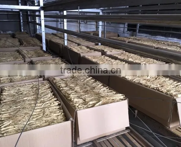 Panax Ginseng Powder photo-6