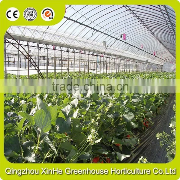 Cheapest Hot Sale Agricultural/Commercial Plastic Greenhouse photo-6