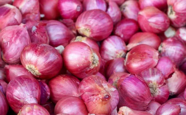 Fresh Wholesale Organic Onions Chinese Exports Red Onion Fresh Onion Price Premium Low Price Fresh Onions photo-4
