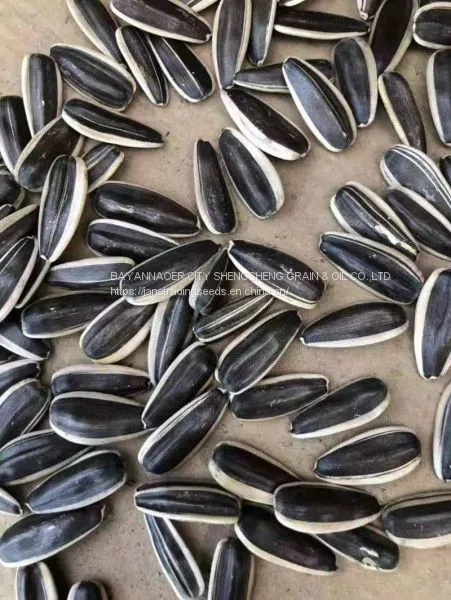 2019 New Crop Sunflower Seeds From Xinjiang