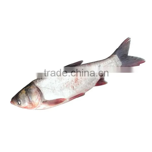 Frozen Silver Carp/Asian Carp Fresh Fish
