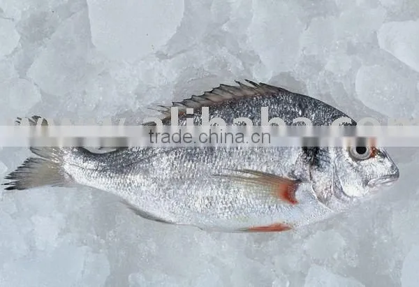 BEST QUALITY FRESH CHILLED SEA BREAM