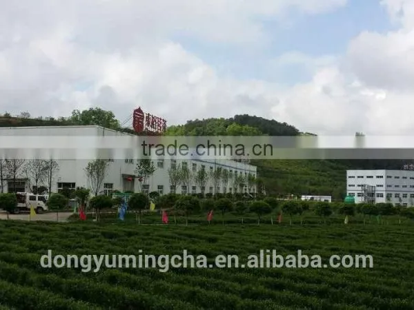GMP Manufacture Supply Top Quality Green Tea Extract 50% Polyphenols Fine Tea Powder photo-4