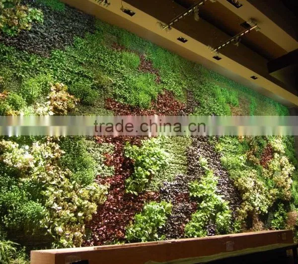 Assorted Tree Plant Seedlings for Vertical Planting Walls and Gardens photo-2