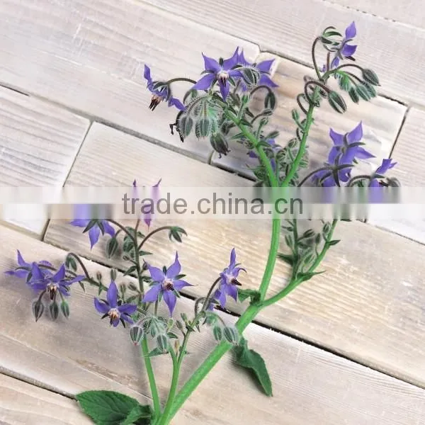 Top Quality Organic Borage Seed Oil From Jilin Baili