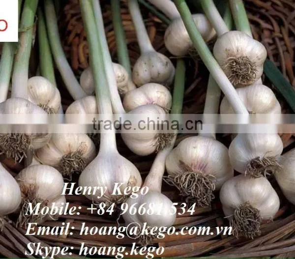 Fresh Garlic photo-6