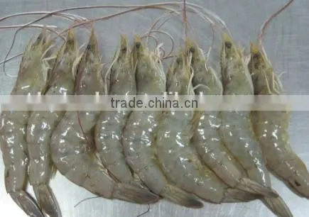 Shrimp Multiple Layer Continuous Type Mesh Belt Dryer photo-6