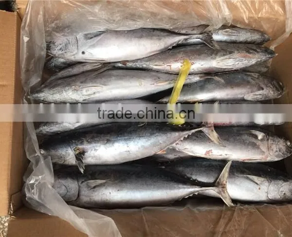 2016 New Frozen Bonito Tuna 200-300g photo-2