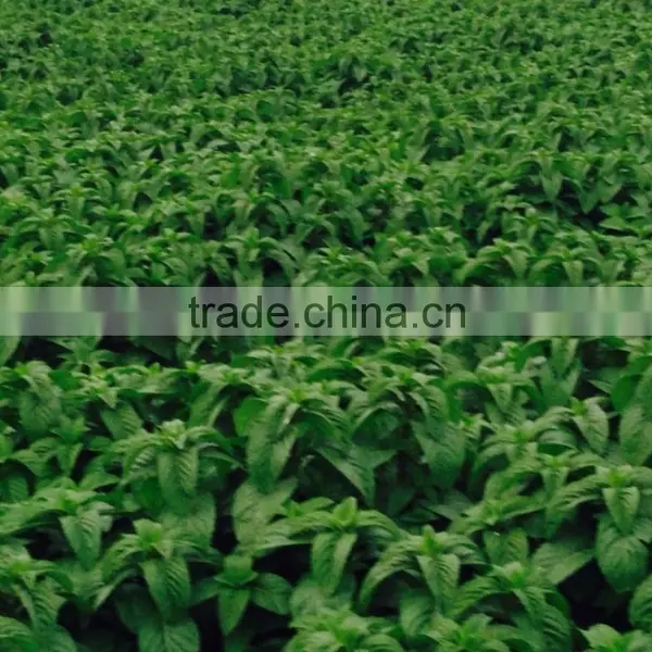 OEM/ODM Pure Natural and Organic Peppermint Essential Oil in Bulk With Fast Delivery photo-2