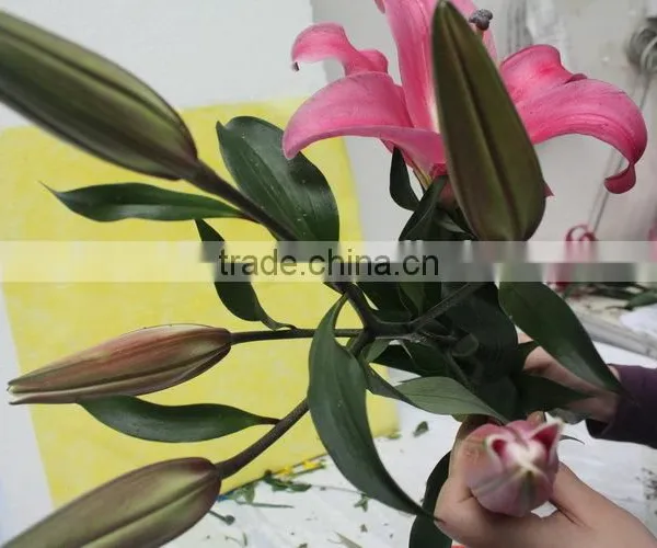Reasonable Price New Coming Lily Flower From Kunming photo-5