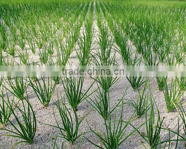 New Crops Fresh Garlic 4.5cm-6.0cm photo-3