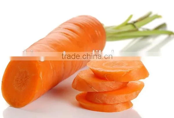 Supply fresh carrot with good quality for sale
