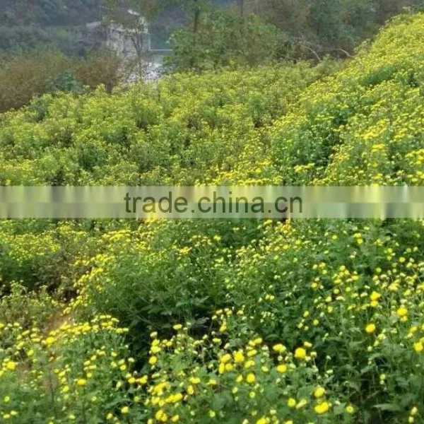 Chrysanthemum Chinese Teas Benefits for Chinese Herbal Remedies photo-4