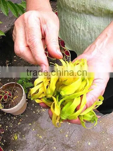 Ylang-Ylang Essential Oil On Best Price From Borg Export India 100% Natural photo-4