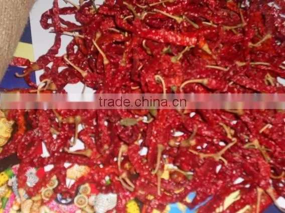 Single Herbs & Spices Product Type and Dried Style Red Chilli. photo-3