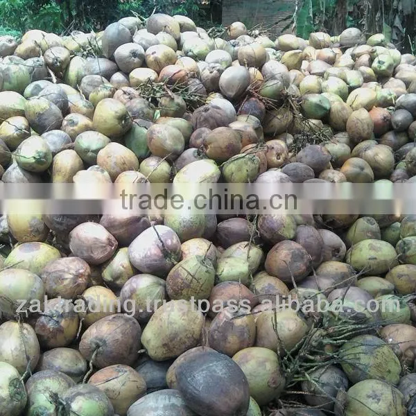Fresh Mature Coconut photo-2