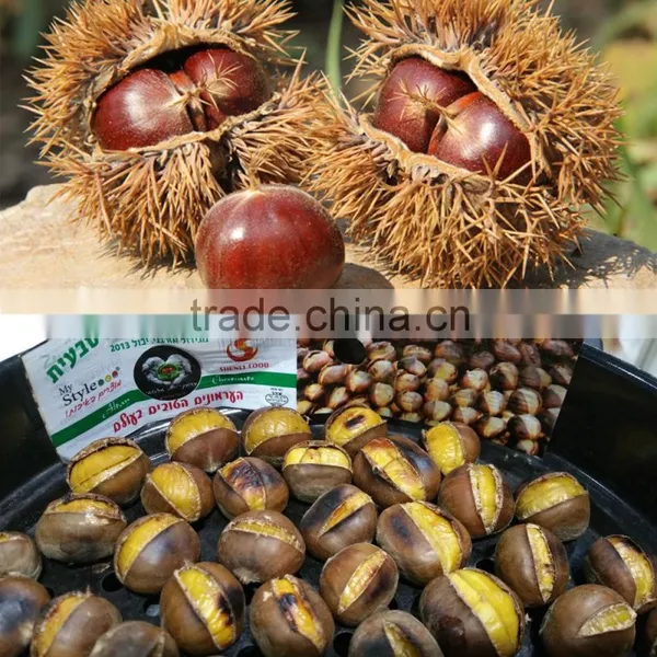 Bulk Chinese Chestnuts for Sale photo-6