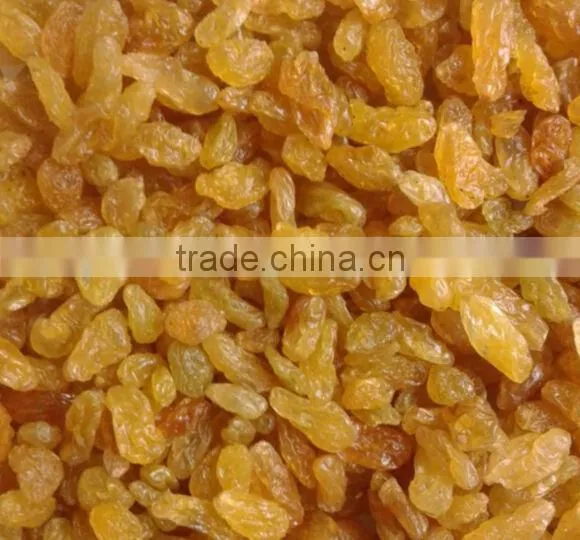 New Crops Natural Seedless Golden Raisins photo-3