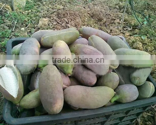 High Quality Rare Fruit Tree Seeds For Planting Holboellia Latifolia Wall Seeds photo-3