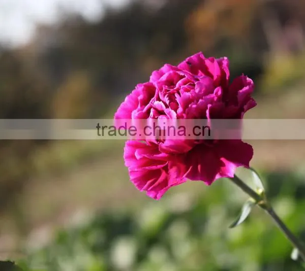 Fresh Cut Flower Carnation Dianthus Caryophyllus photo-5