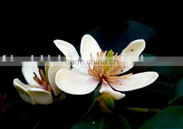 Michelia Figo Seedling photo-4