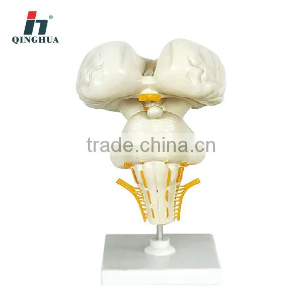 Human Brain Stem