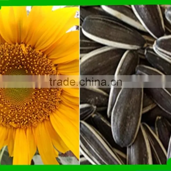 Price of Organic Sunflower Seeds Inner Mongolia