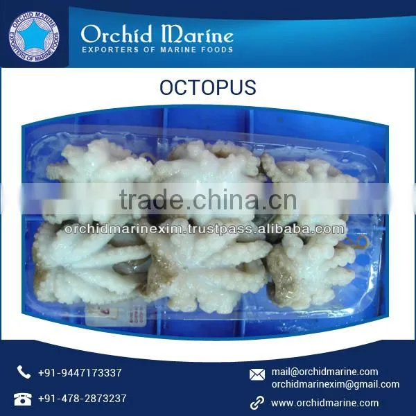 Octopus by Best Supplier photo-4