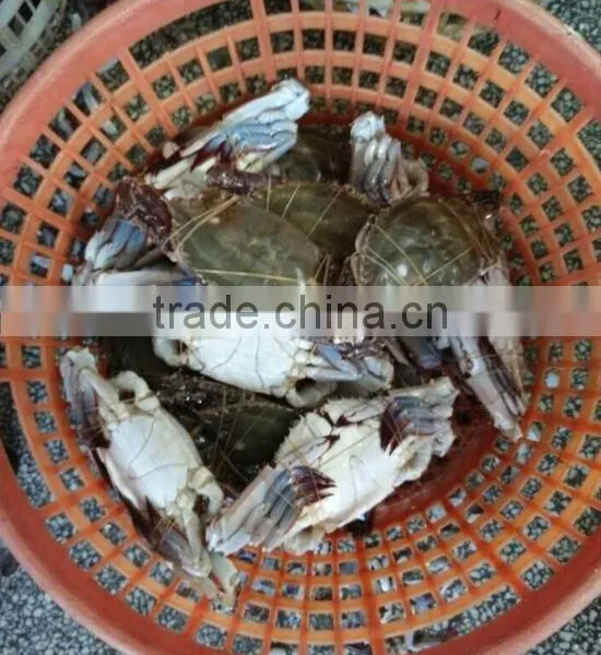 Frozen Blue Swimming Crab photo-6
