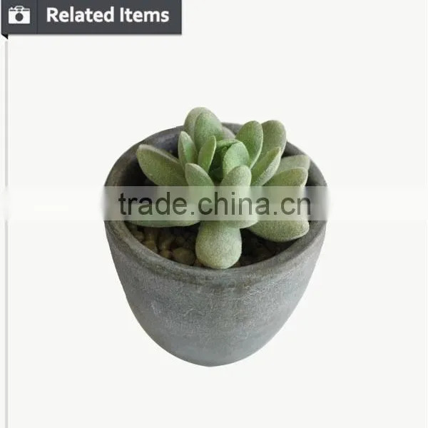 Kazuko Aoki Mini Succulent Plants Buy Direct From China Factory photo-4