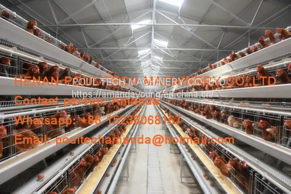 The United Arab Emirates Poultry Farming A Type Battery Layer Cage & Hen Coop & Hot Galvanized Cage in Chicken Coop photo-2