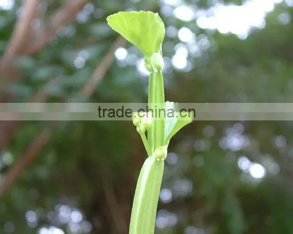 Best Quality Cissus Quadrangularis Powder Sale photo-5