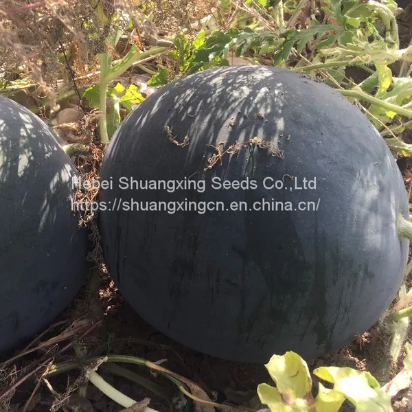 Maria Chinese Black Skin and Diploid Watermelon Seeds photo-4