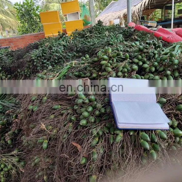 Vietnam High Quality Fresh Areca Nut/Betel Nuts photo-3