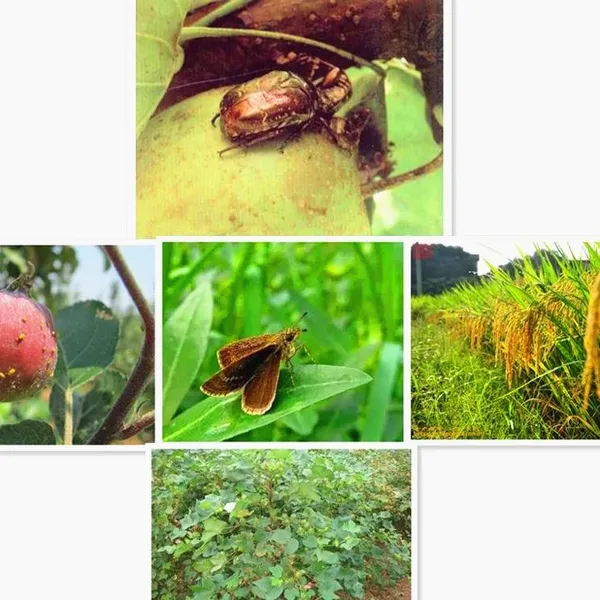 Insecticides Thiocyclam 50%SP Pesticides for Agriculture photo-3