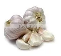 Organic Fresh Garlic From Thailand
