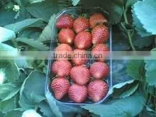 STRAWBERRY photo-4