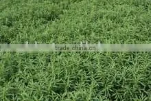 Stevia Extract 95% photo-3