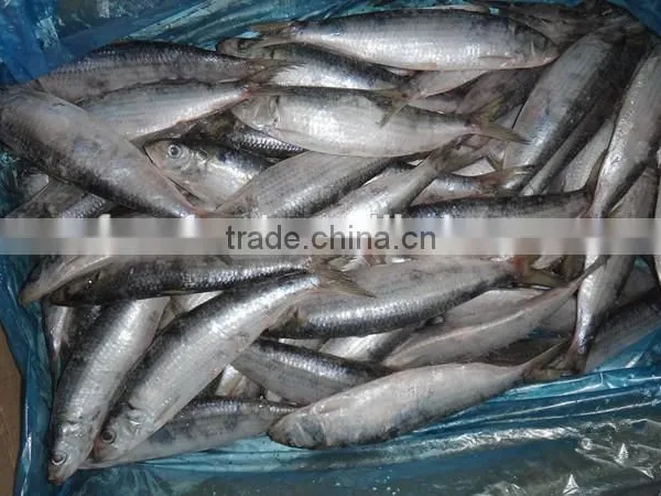 Tropical Fish Exporters of Sardine photo-2