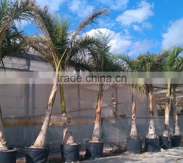 Roystonea Regia "Royal Palm" Cuban Royal Palm" 350/500 Plant Height photo-5
