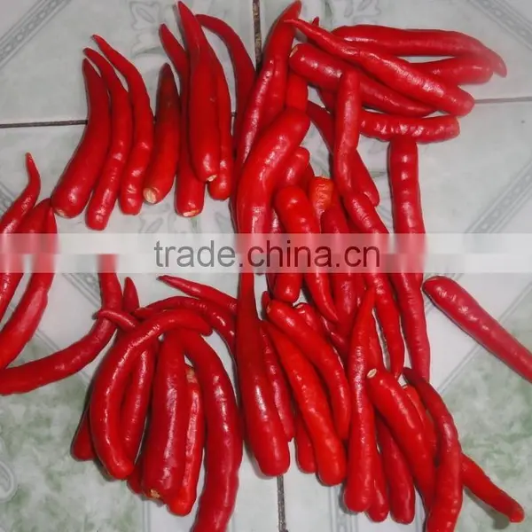 Fresh Hot Red Chili With Best Price photo-3