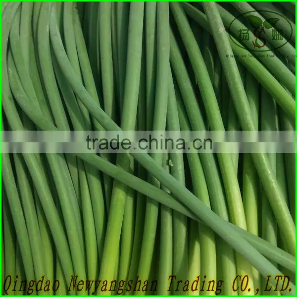 (FRESH) Young Garlic Shoot
