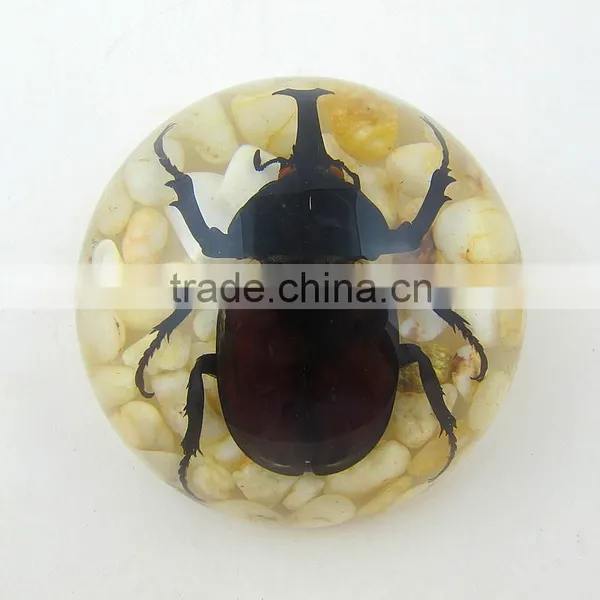 2016New Design Wholesale Paperweight With Real Insect photo-2