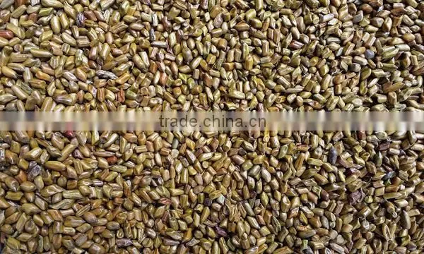 CASSIA TORA SEED BOLD QUALITY FROM INDIA photo-4