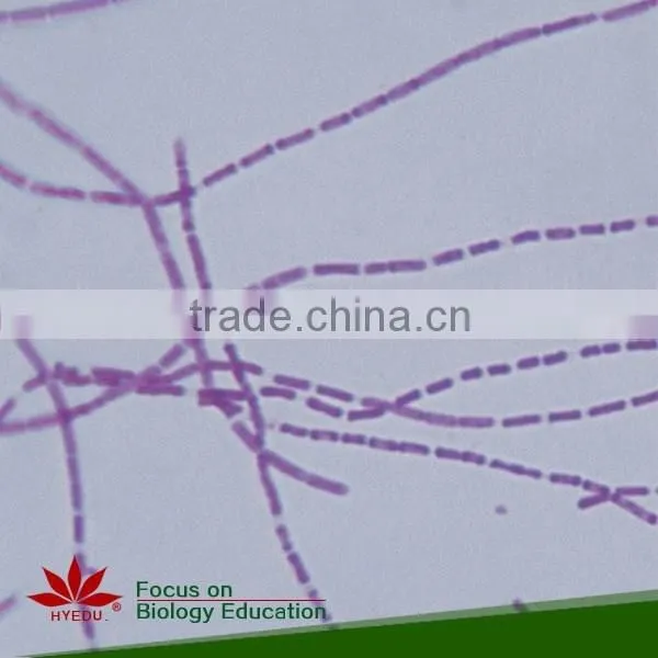 School Student Study Laboratory Botany Prepared Microslides Algae Individual Microscope Prepared Slide photo-6