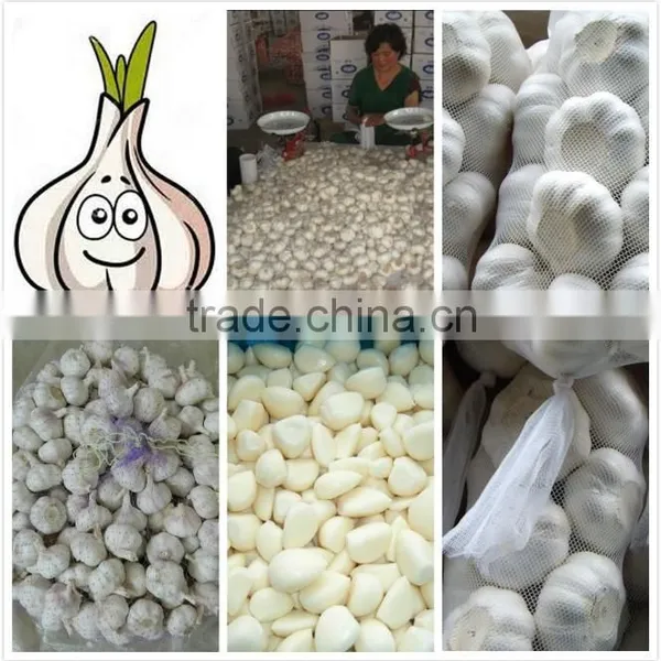 2014 Fresh Garlic , Jinxiang Garlic Normal White and Pure White photo-3